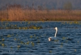020_Biebrza - kwiecien 2010